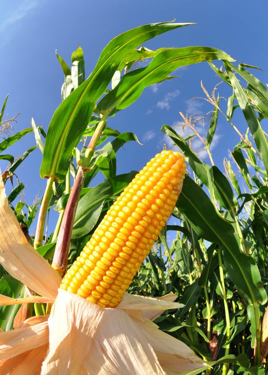 Corn field